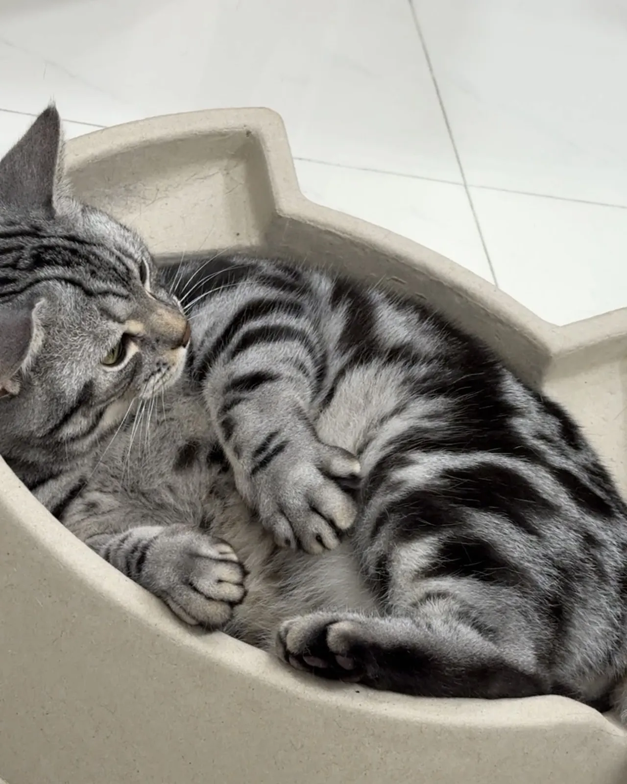 中圓寵物股份有限公司林口分公司