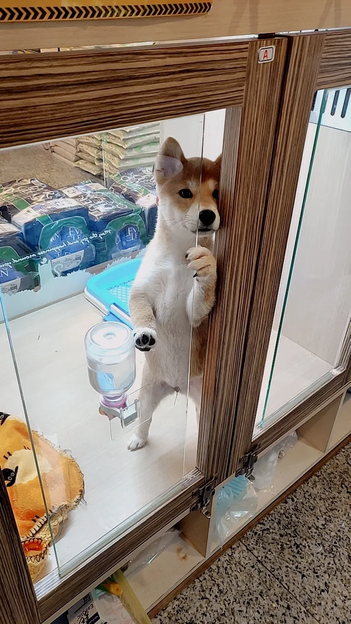 中圓寵物股份有限公司林口分公司