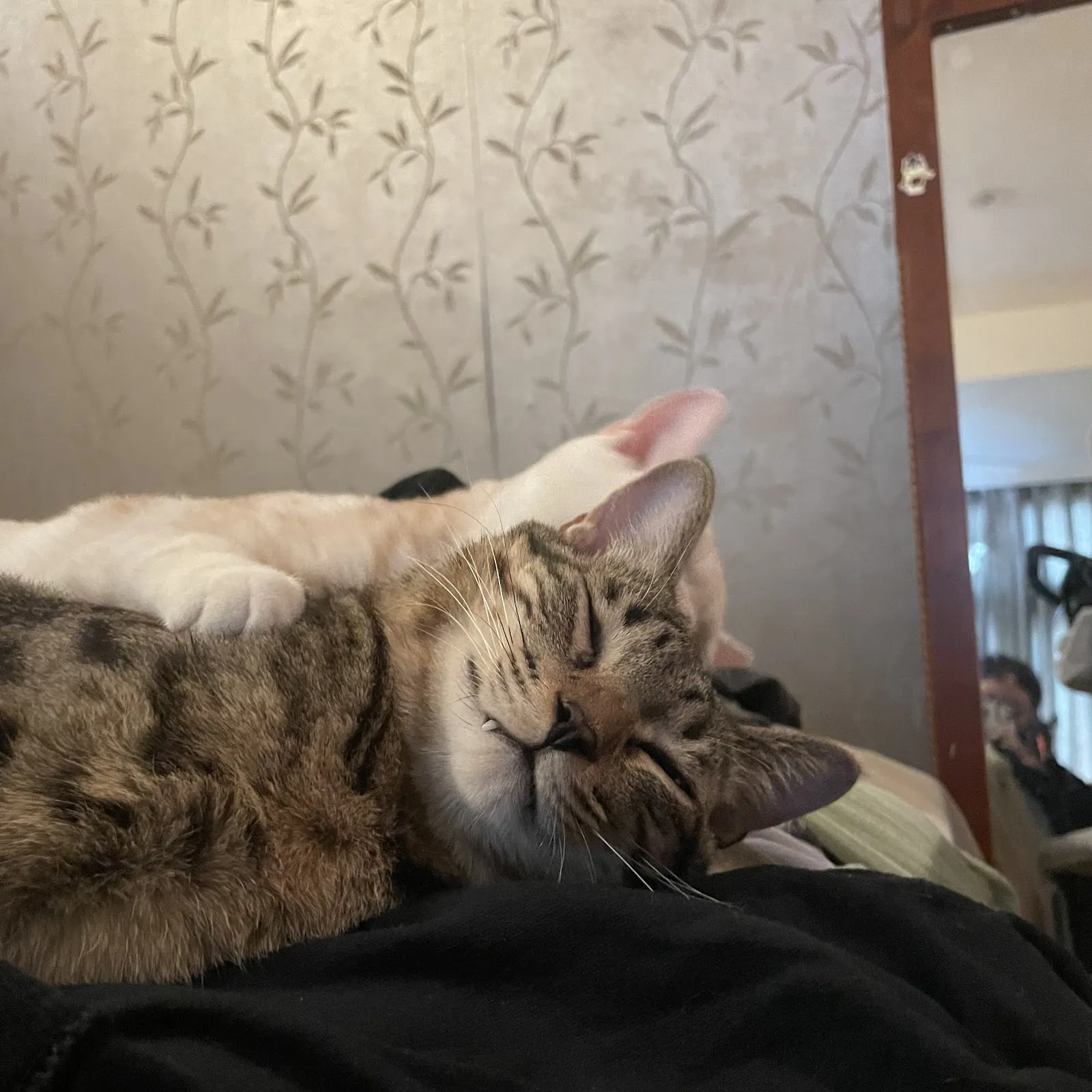 中圓寵物股份有限公司林口分公司