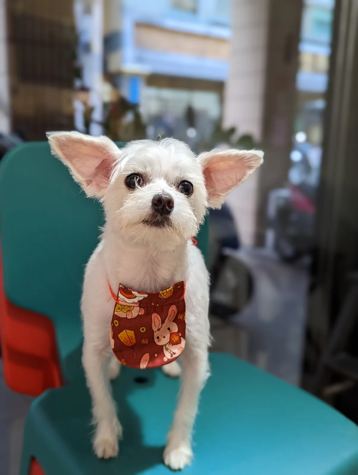 哈寶寵物美容館