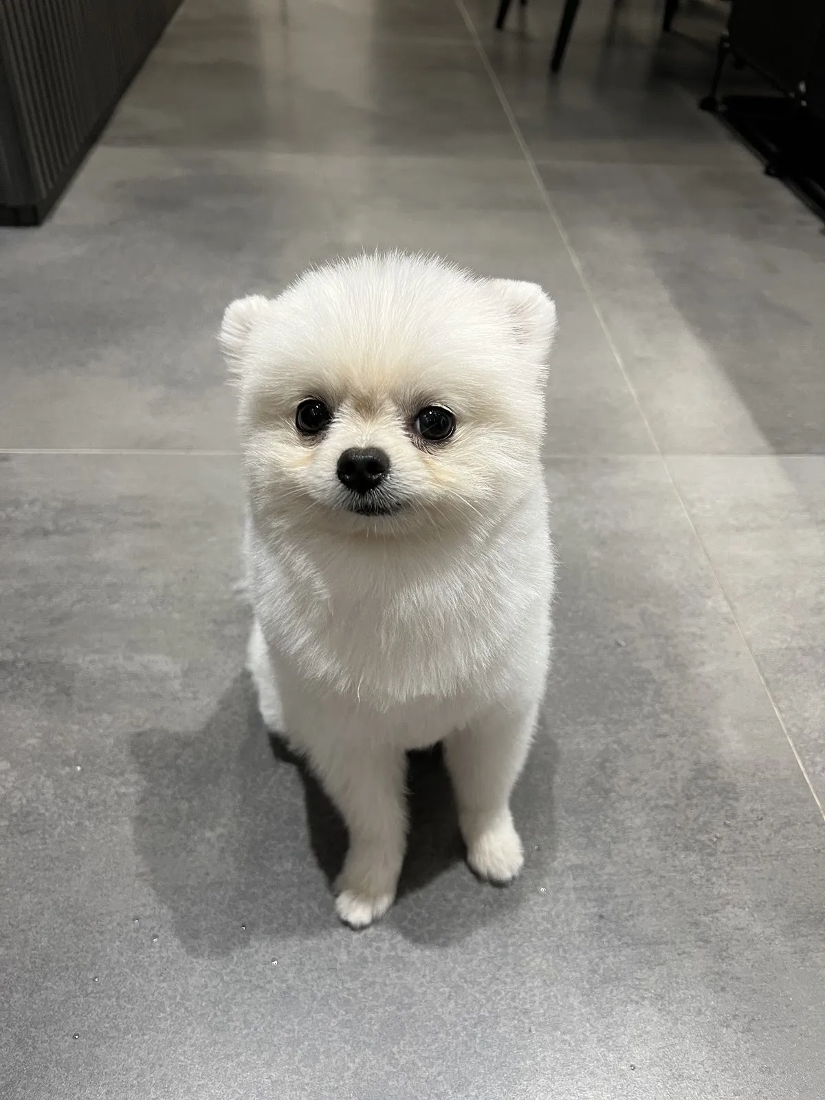 派特任務寵物工坊