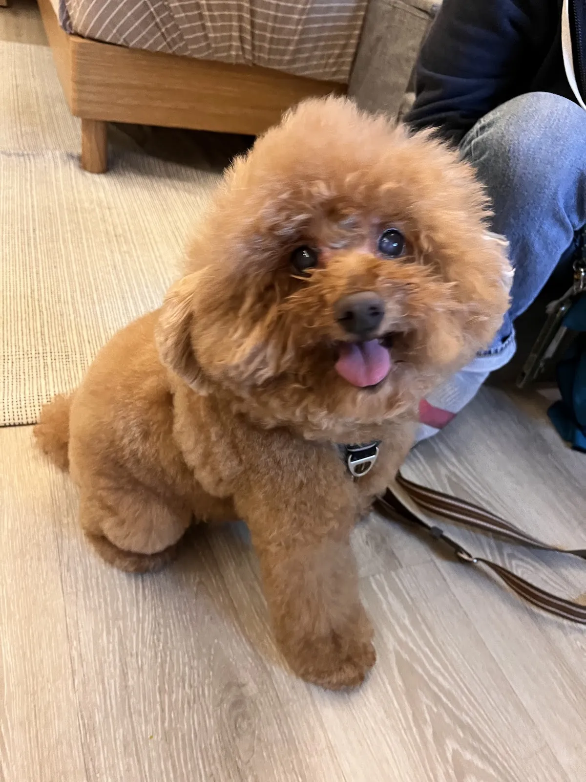 飛馬寵物用品行