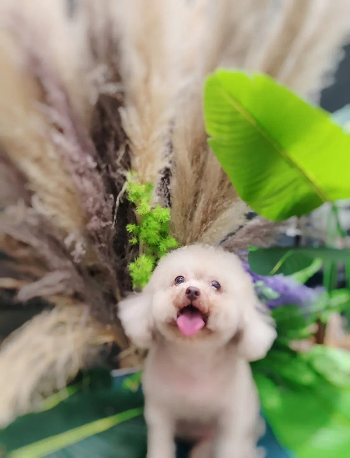 飛馬寵物用品行