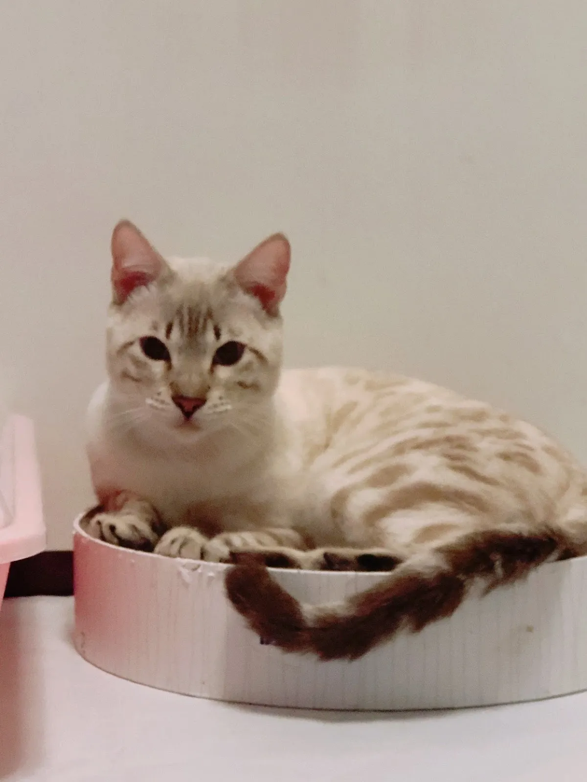 飛馬寵物用品行