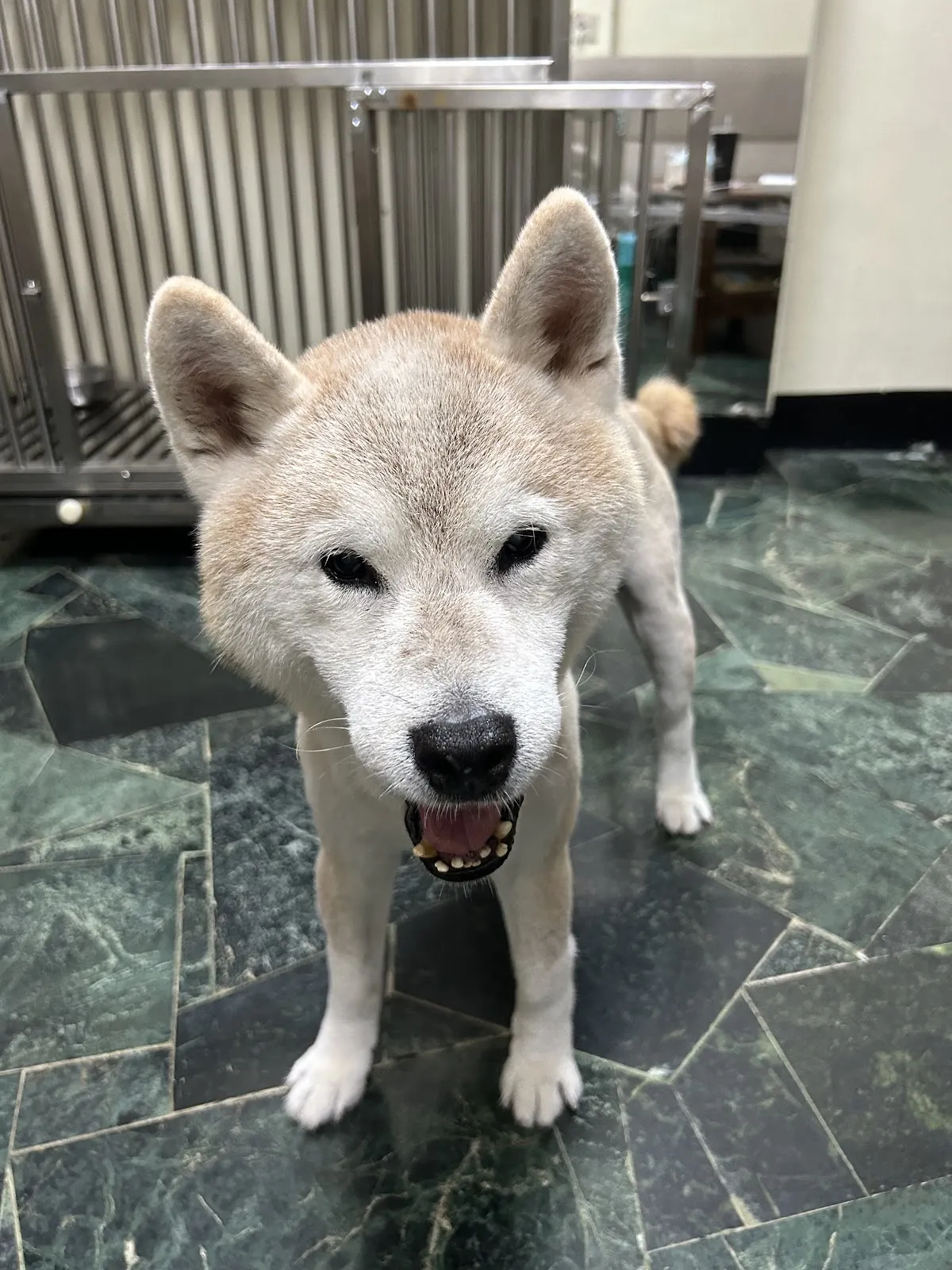 飛馬寵物用品行