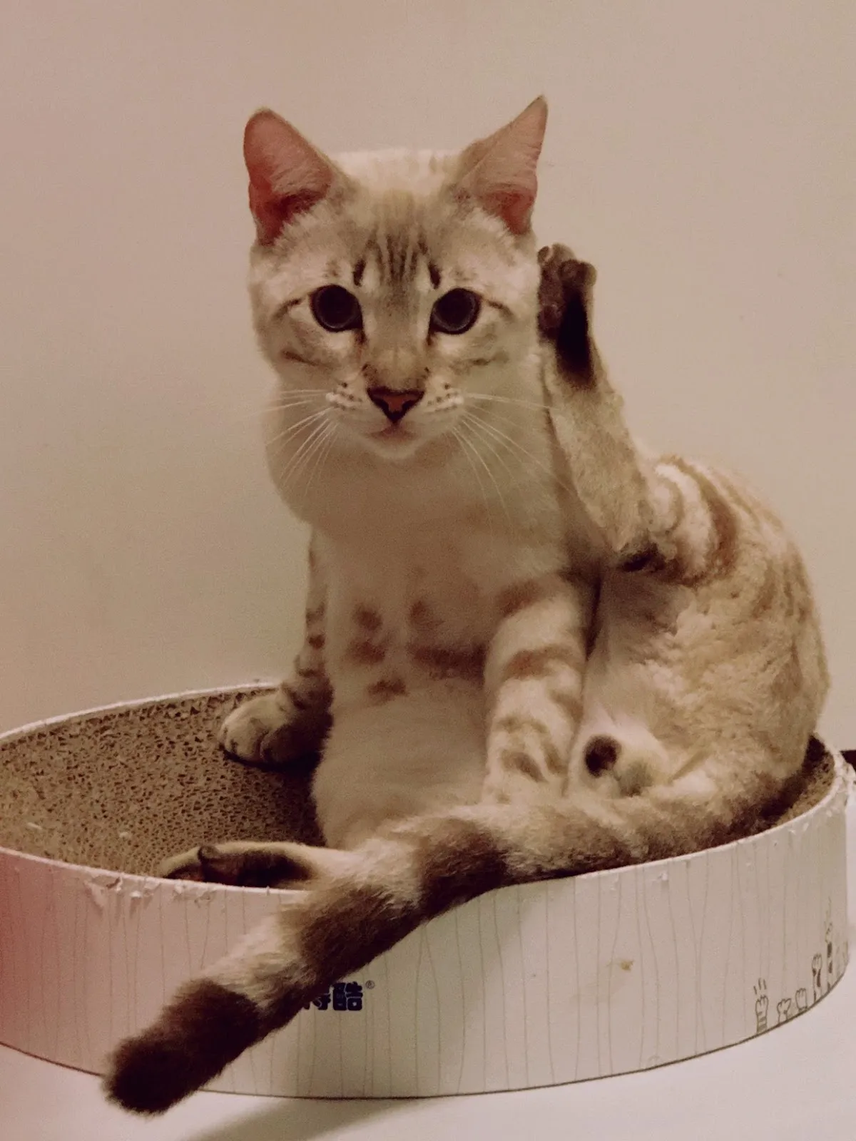 飛馬寵物用品行