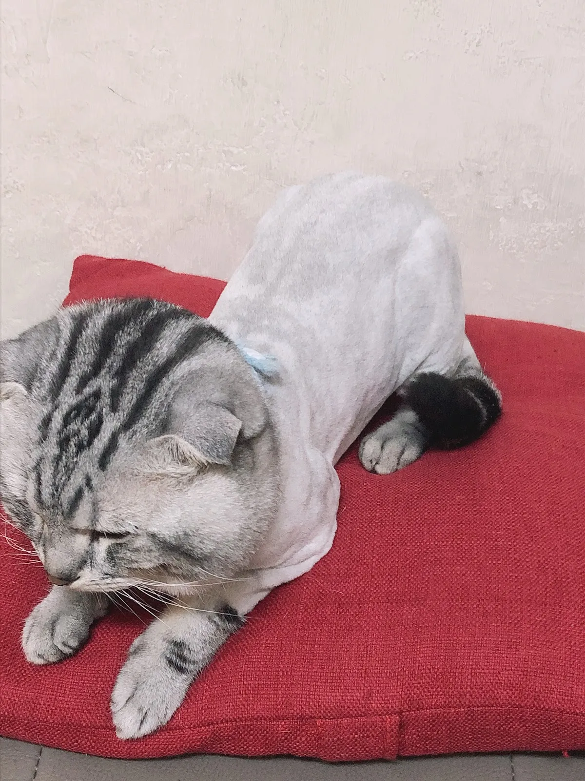 飛馬寵物用品行