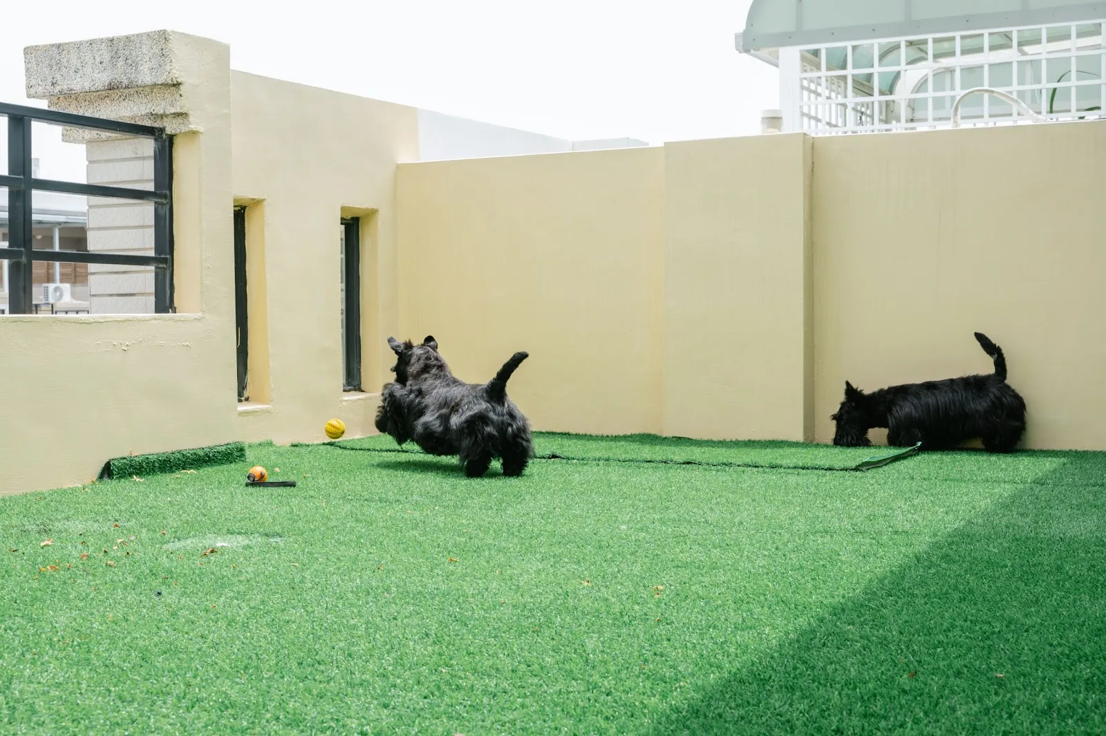 雷歐犬舍訓練工作室