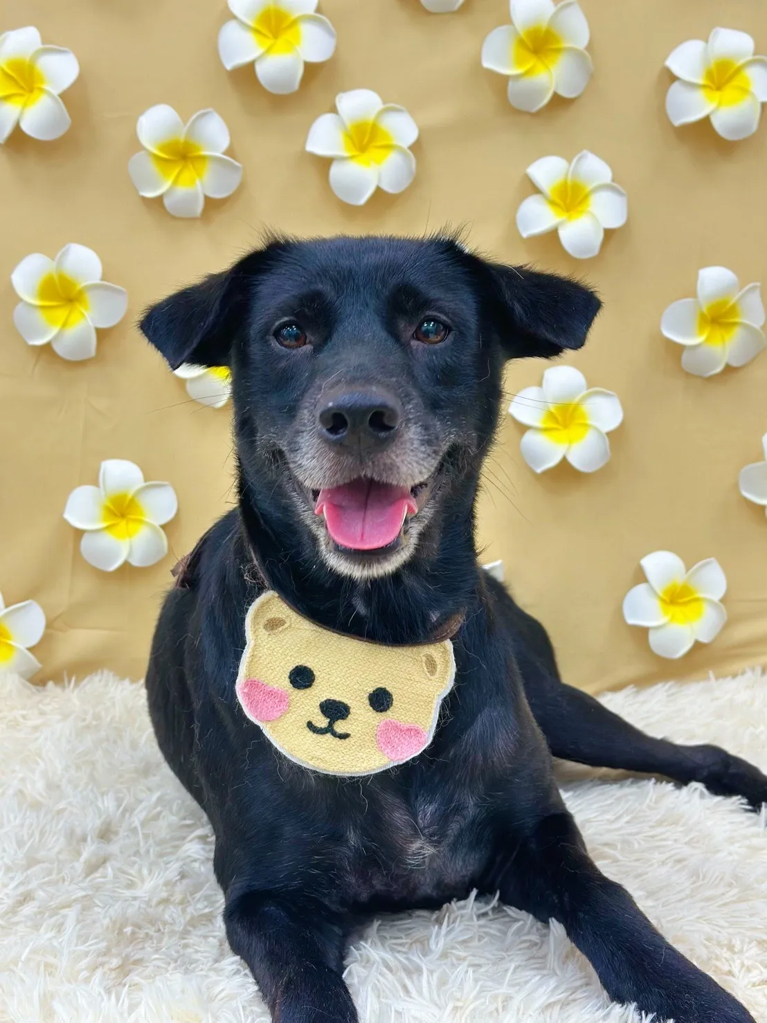 柯達美寵物美容生活舘