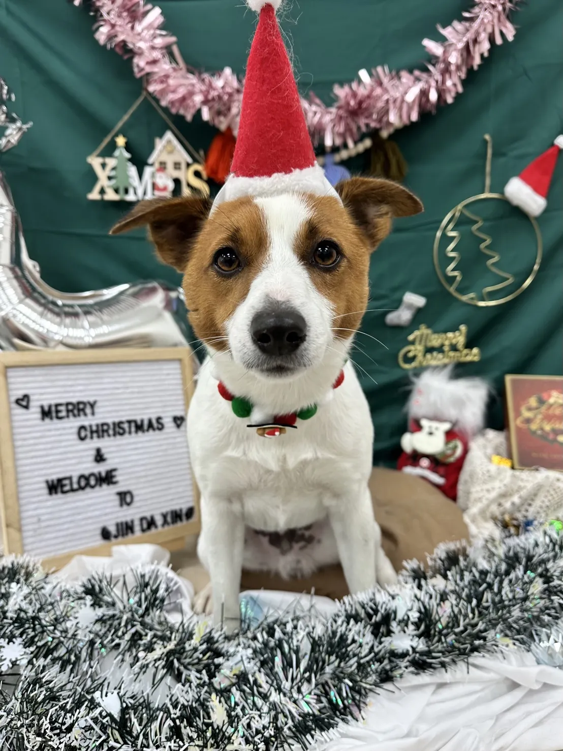 柯達美寵物美容生活舘