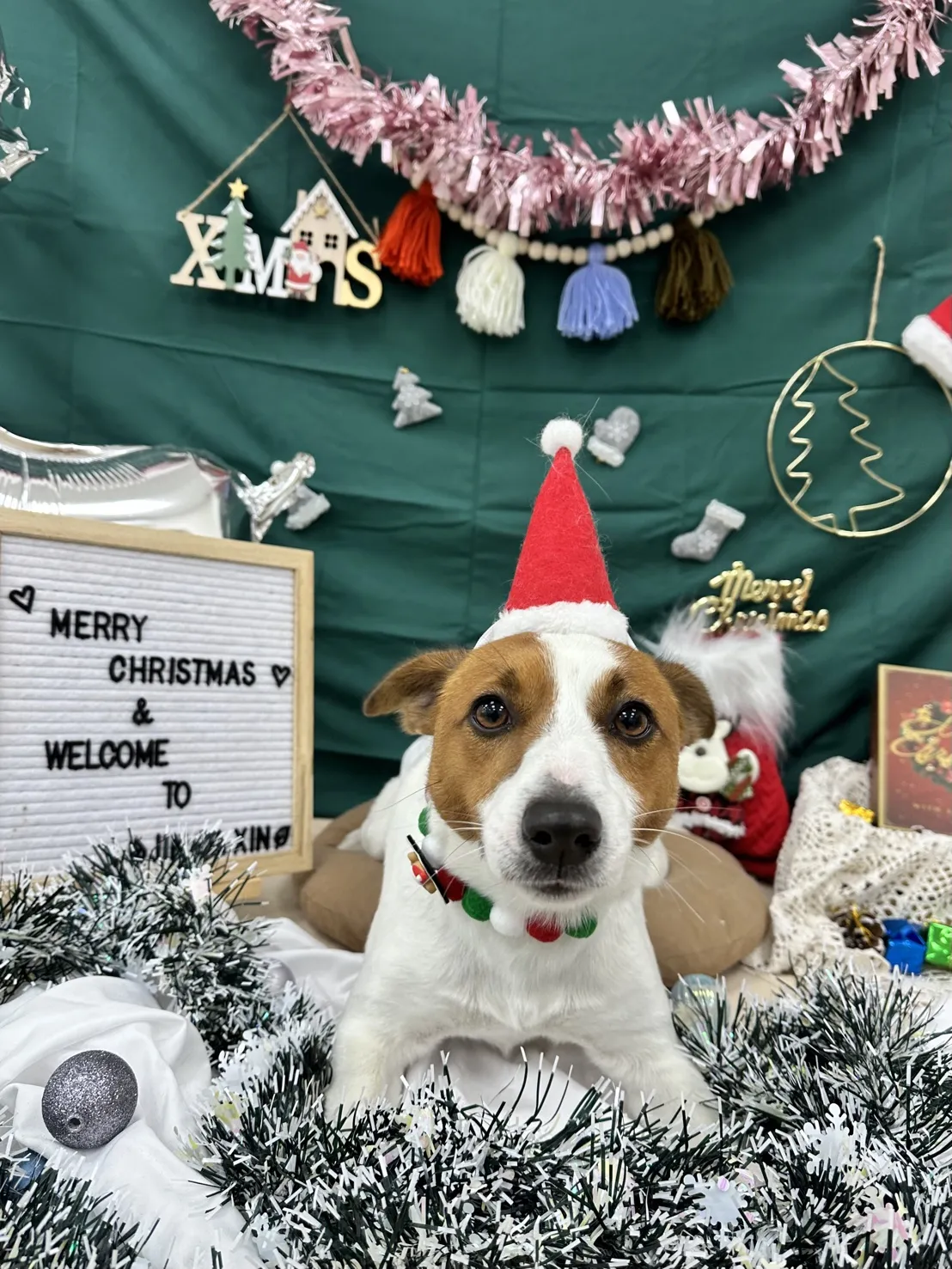 柯達美寵物美容生活舘