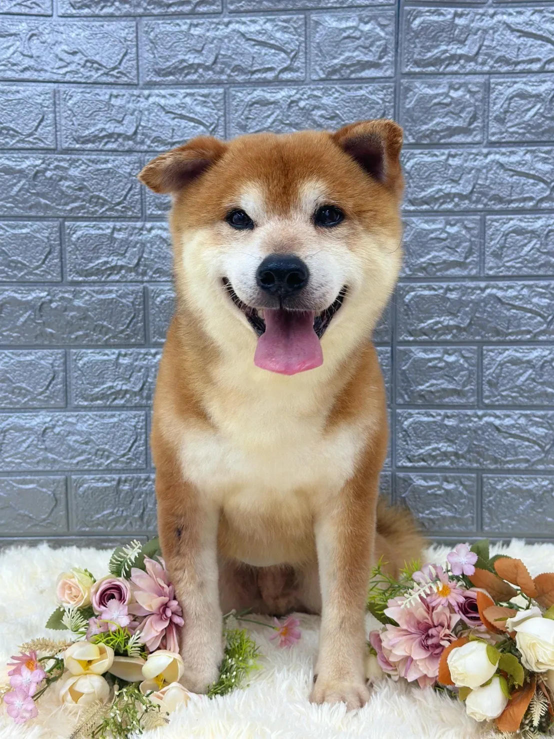 柯達美寵物美容生活舘