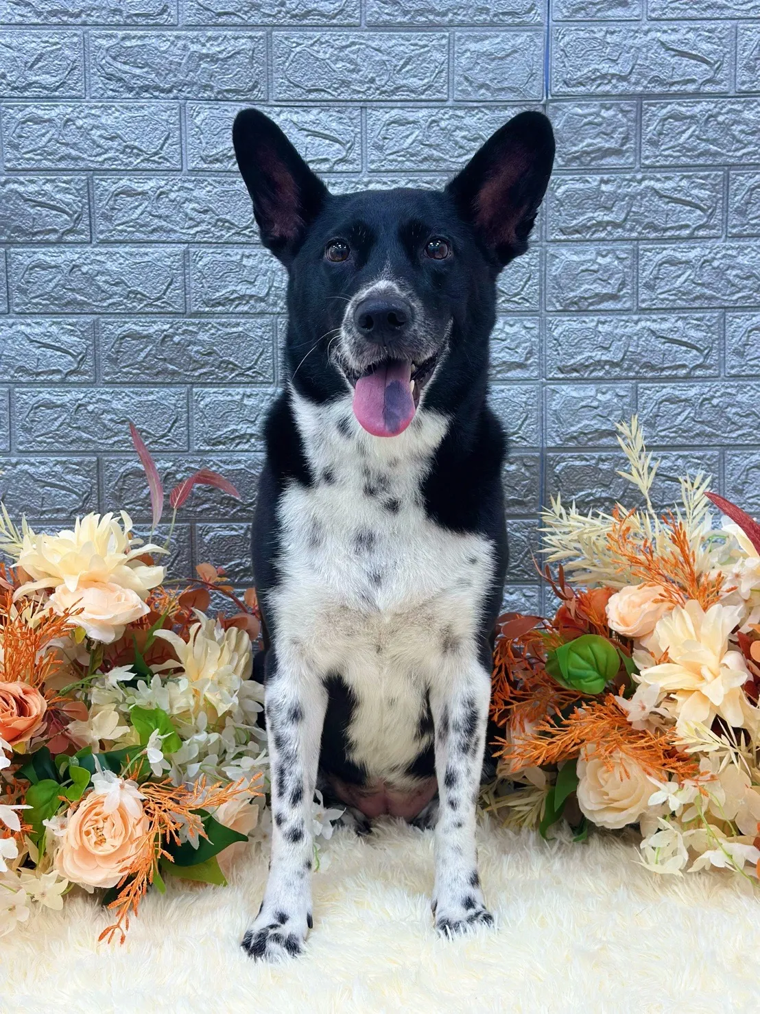 柯達美寵物美容生活舘