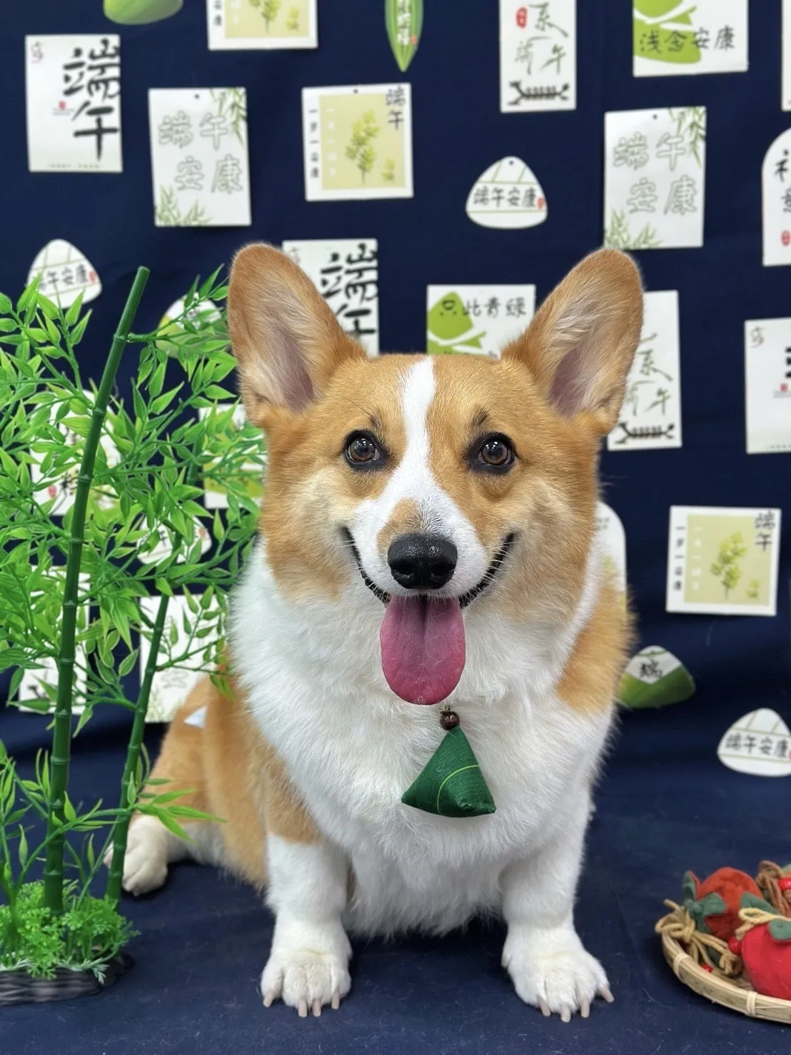 柯達美寵物美容生活舘