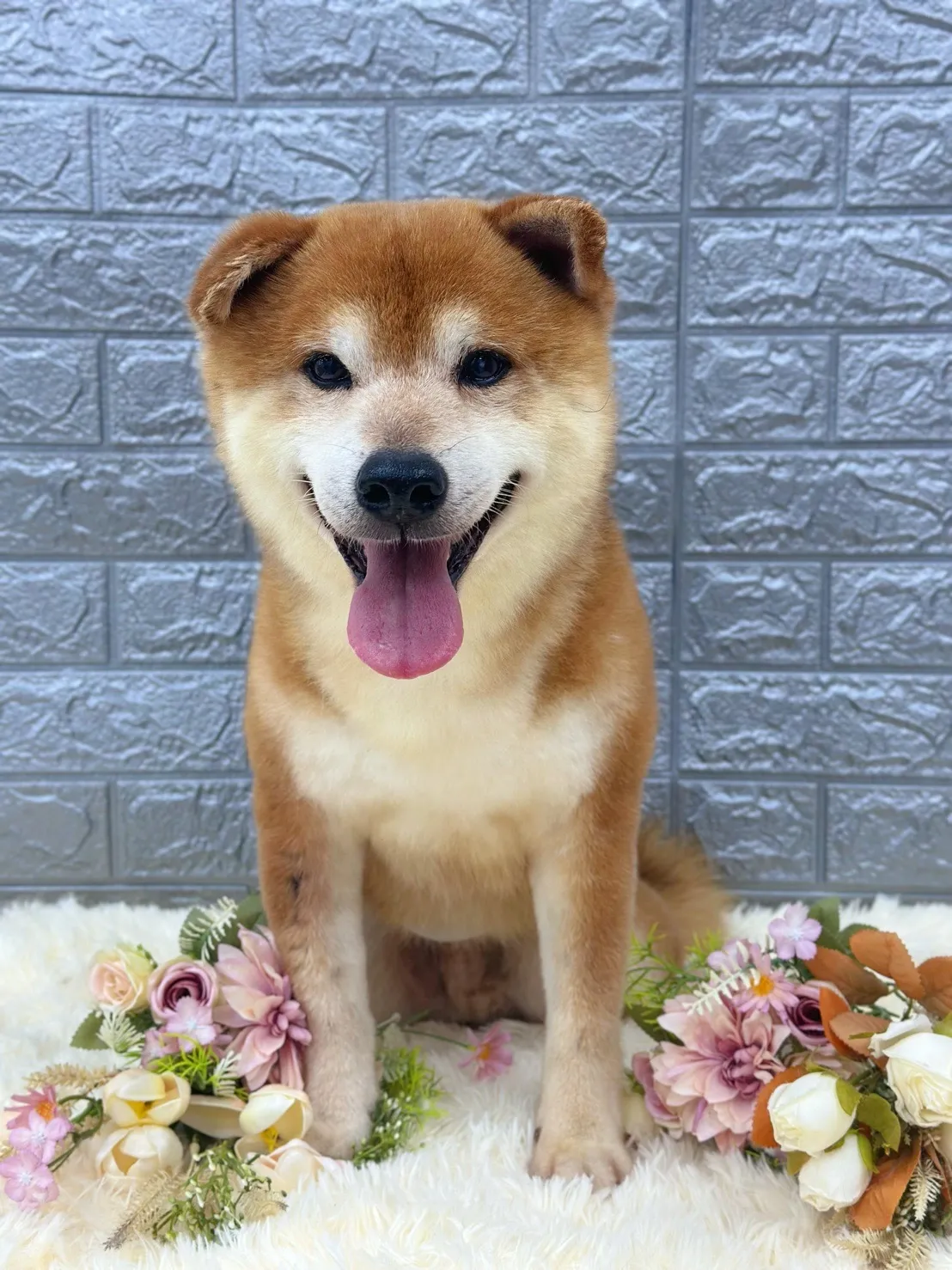 柯達美寵物美容生活舘