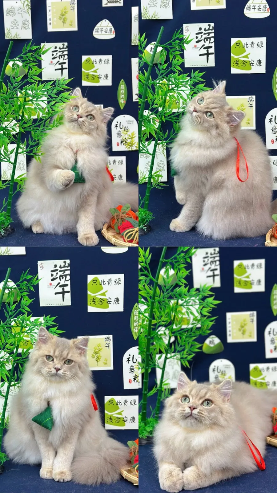 柯達美寵物美容生活舘