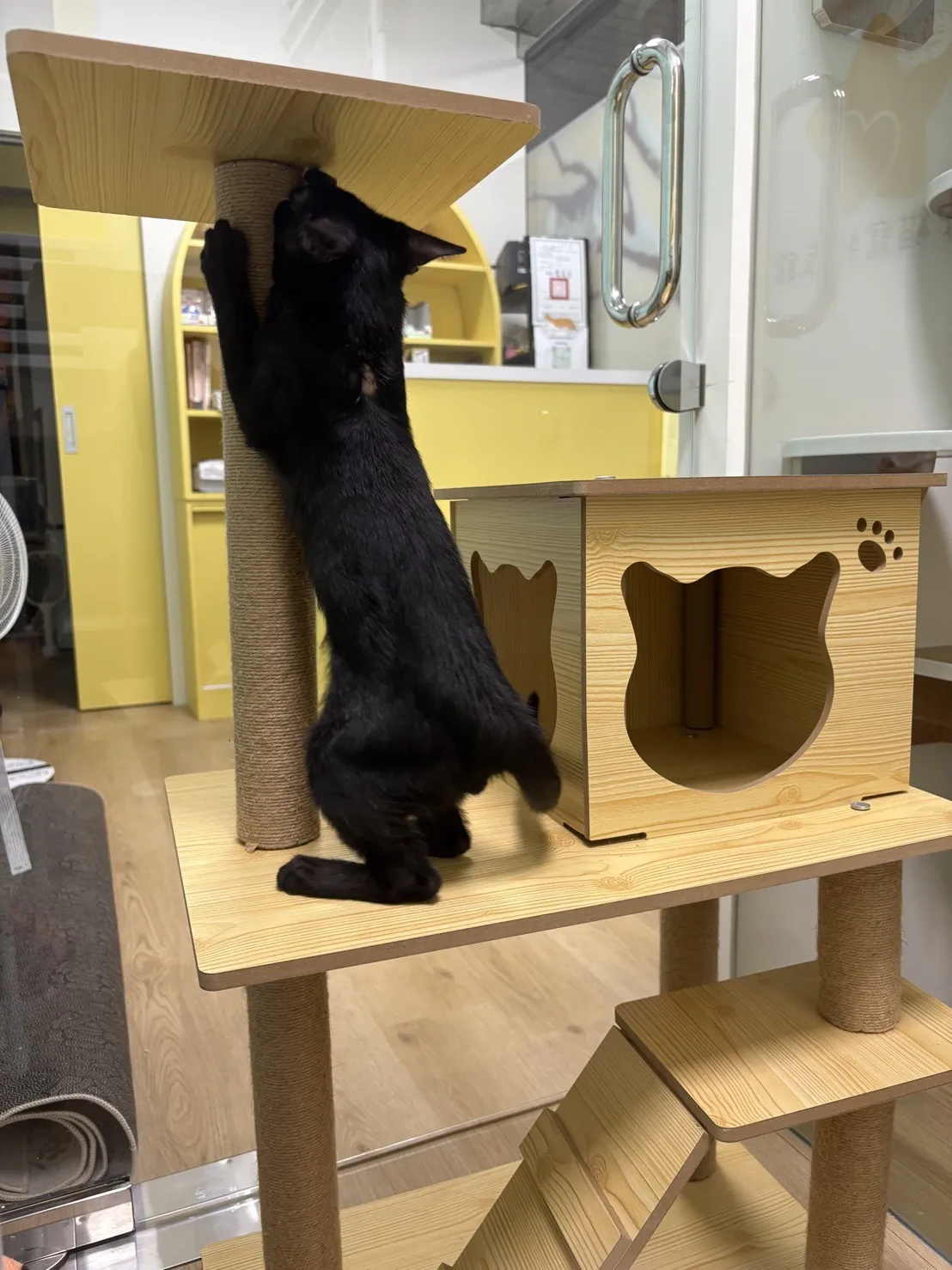 星安貓寵物旅館