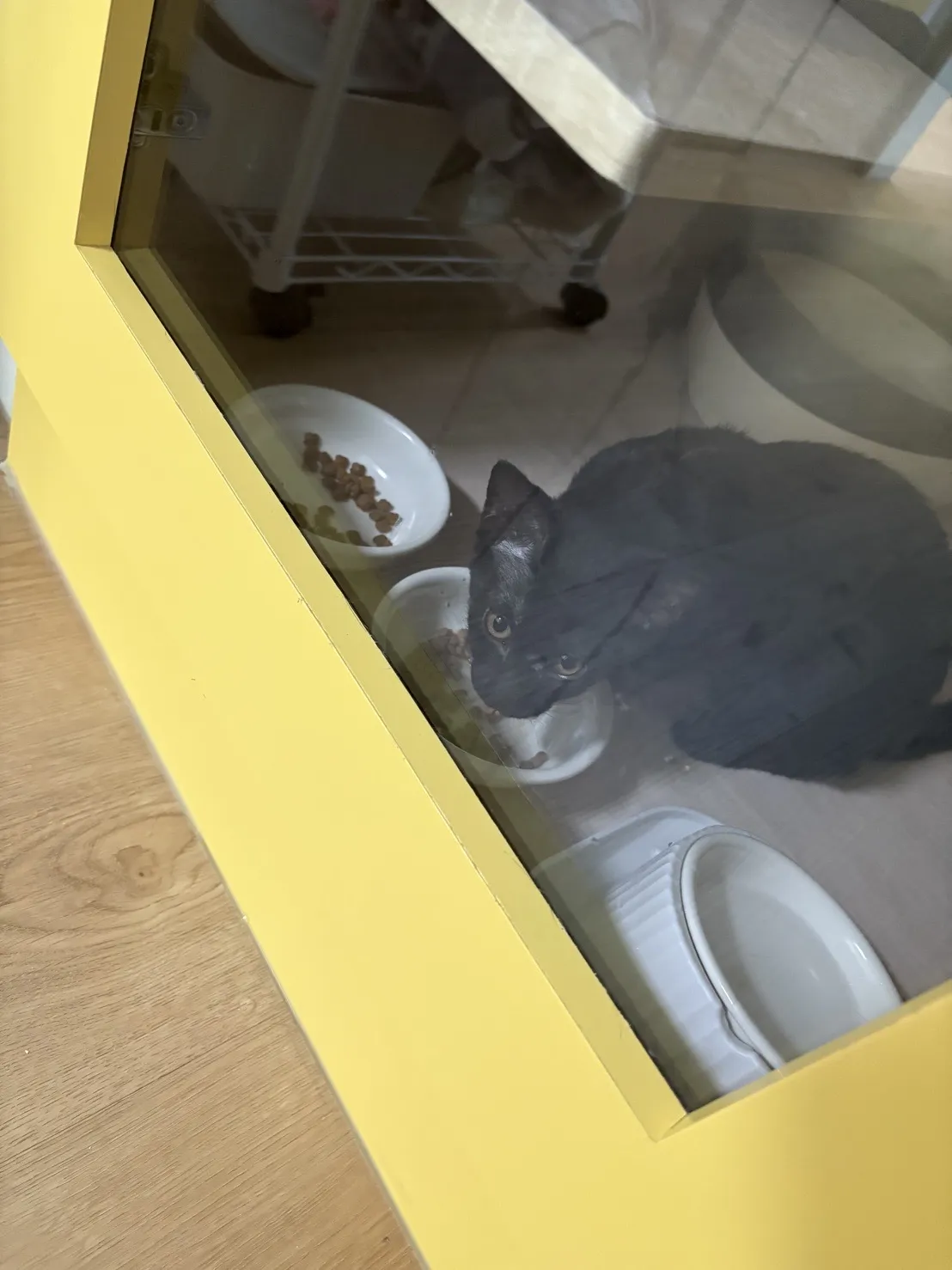 星安貓寵物旅館