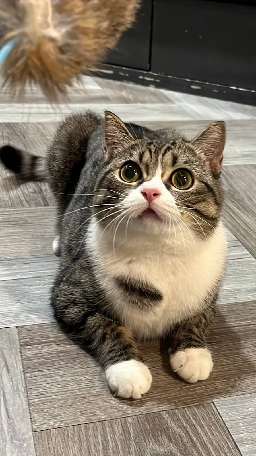 喵星人寵物生活用品店