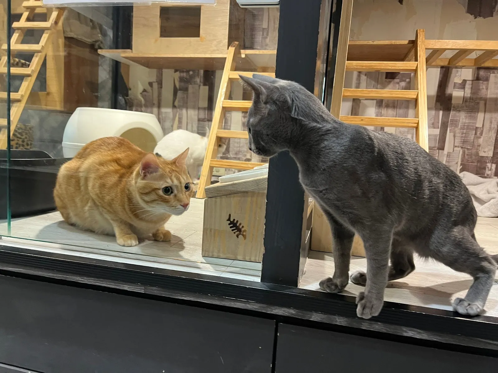 喵星人寵物生活用品店