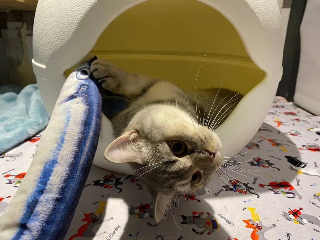 喵星人寵物生活用品店