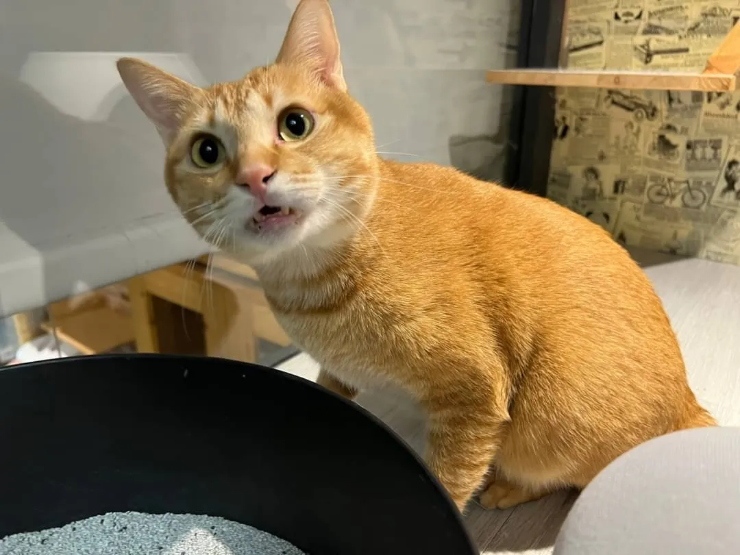 喵星人寵物生活用品店