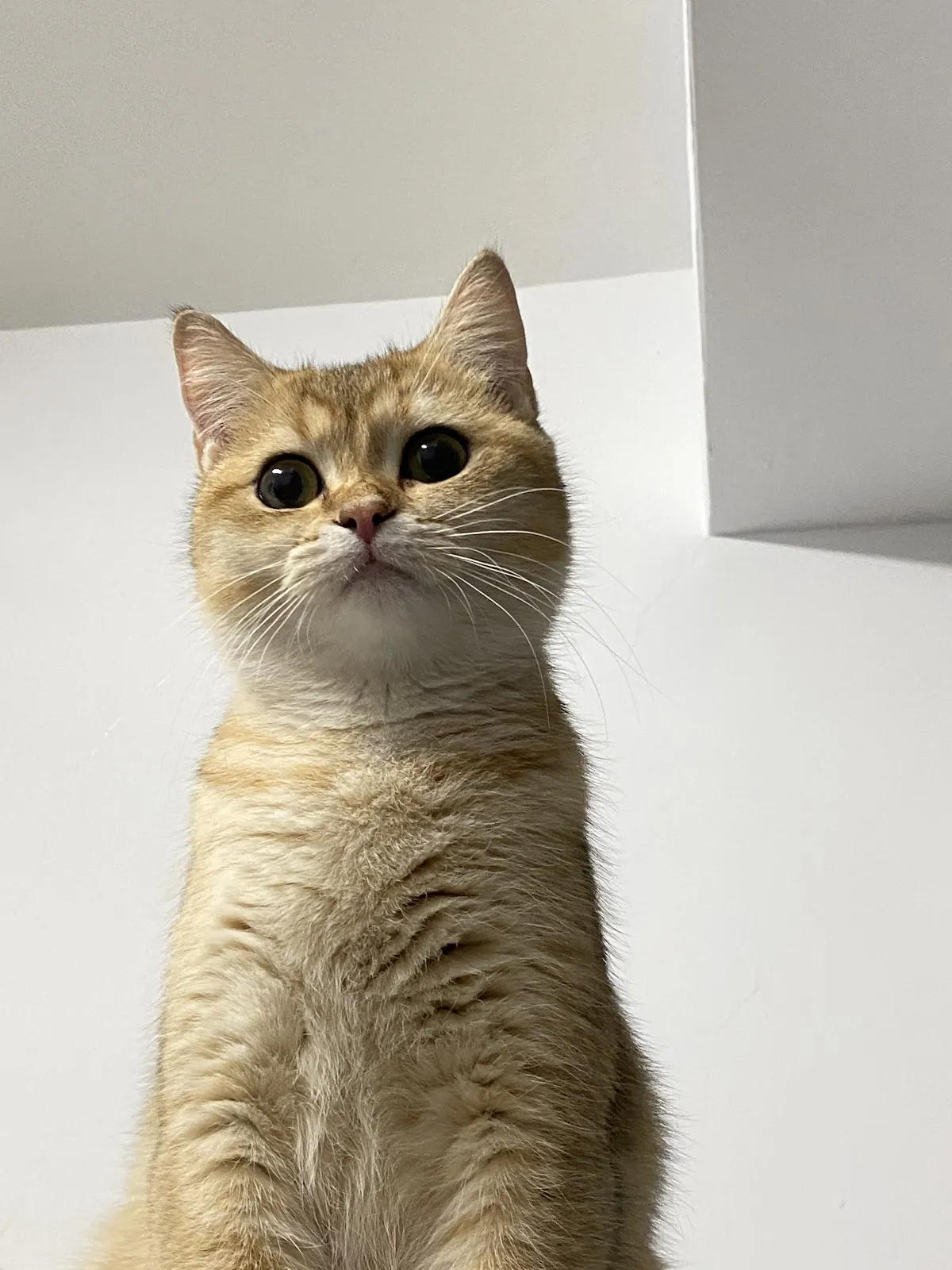 啊財那裡寵物沙龍