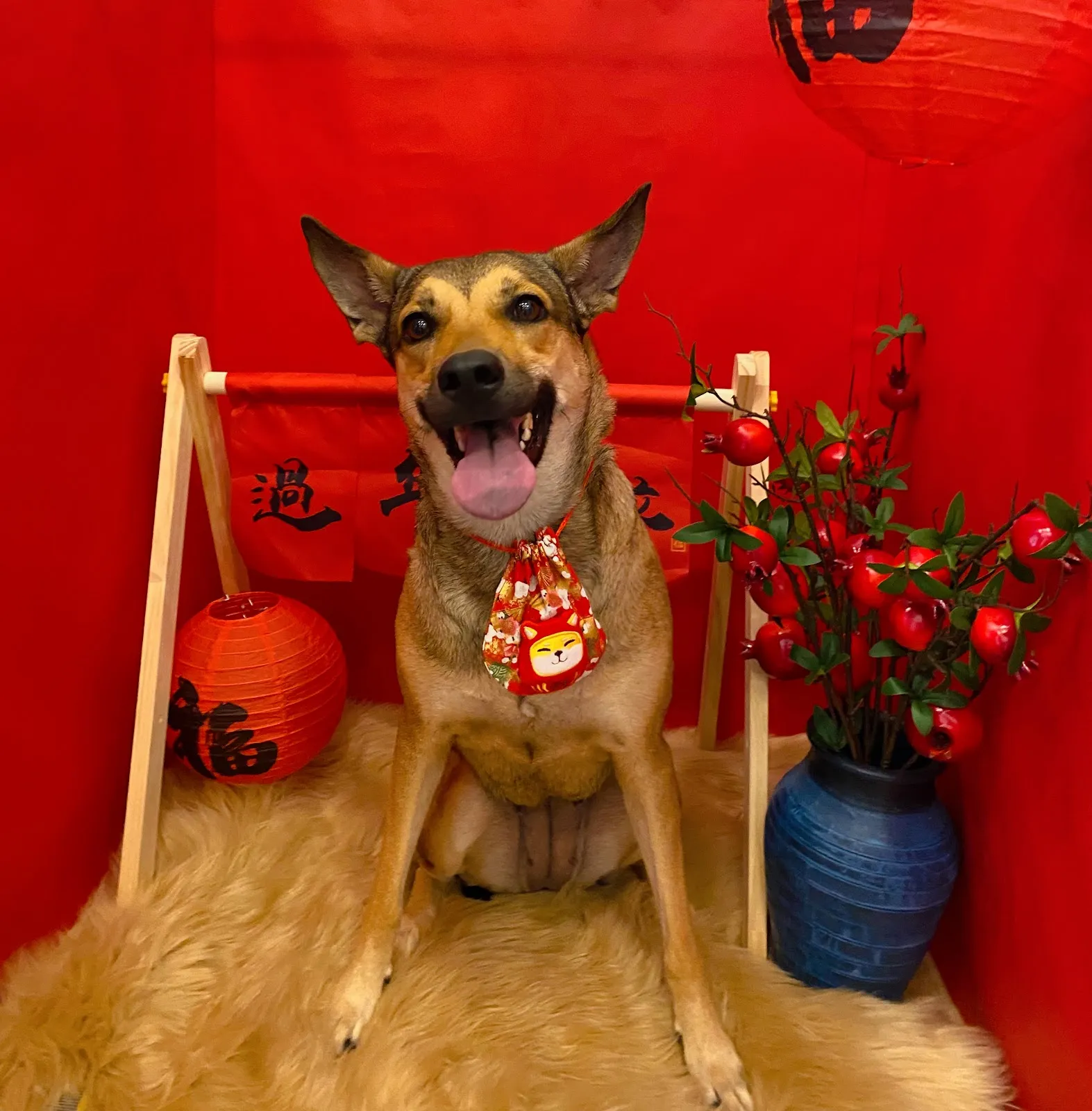 啊財那裡寵物沙龍