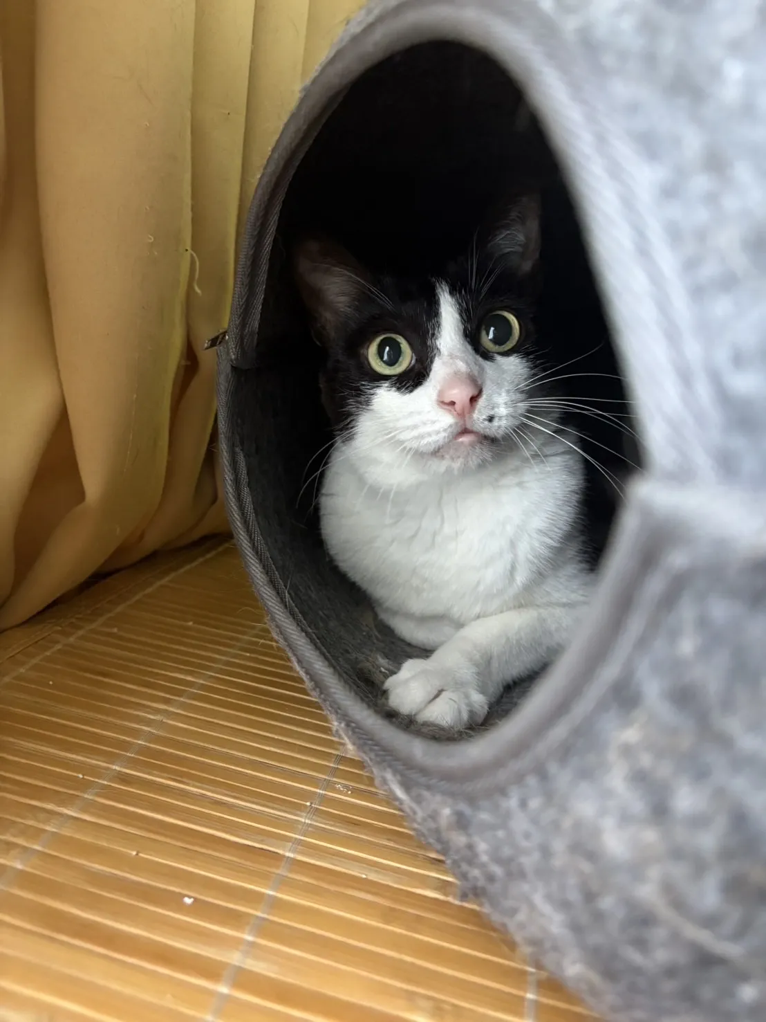 貓屋住宿用品店