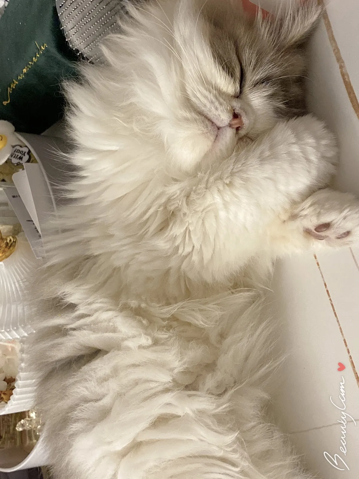 貝比寵物生活館