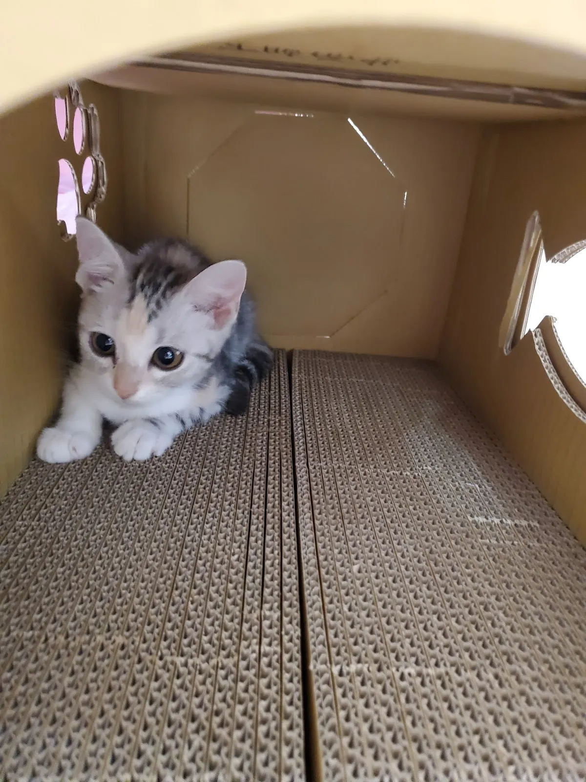 貝比寵物生活館