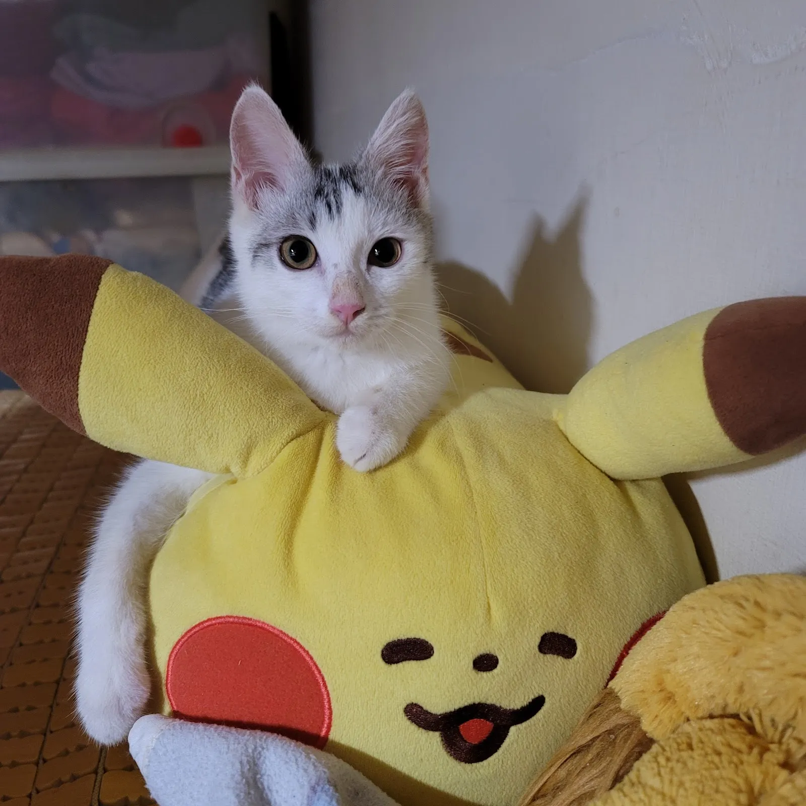 貝比寵物生活館