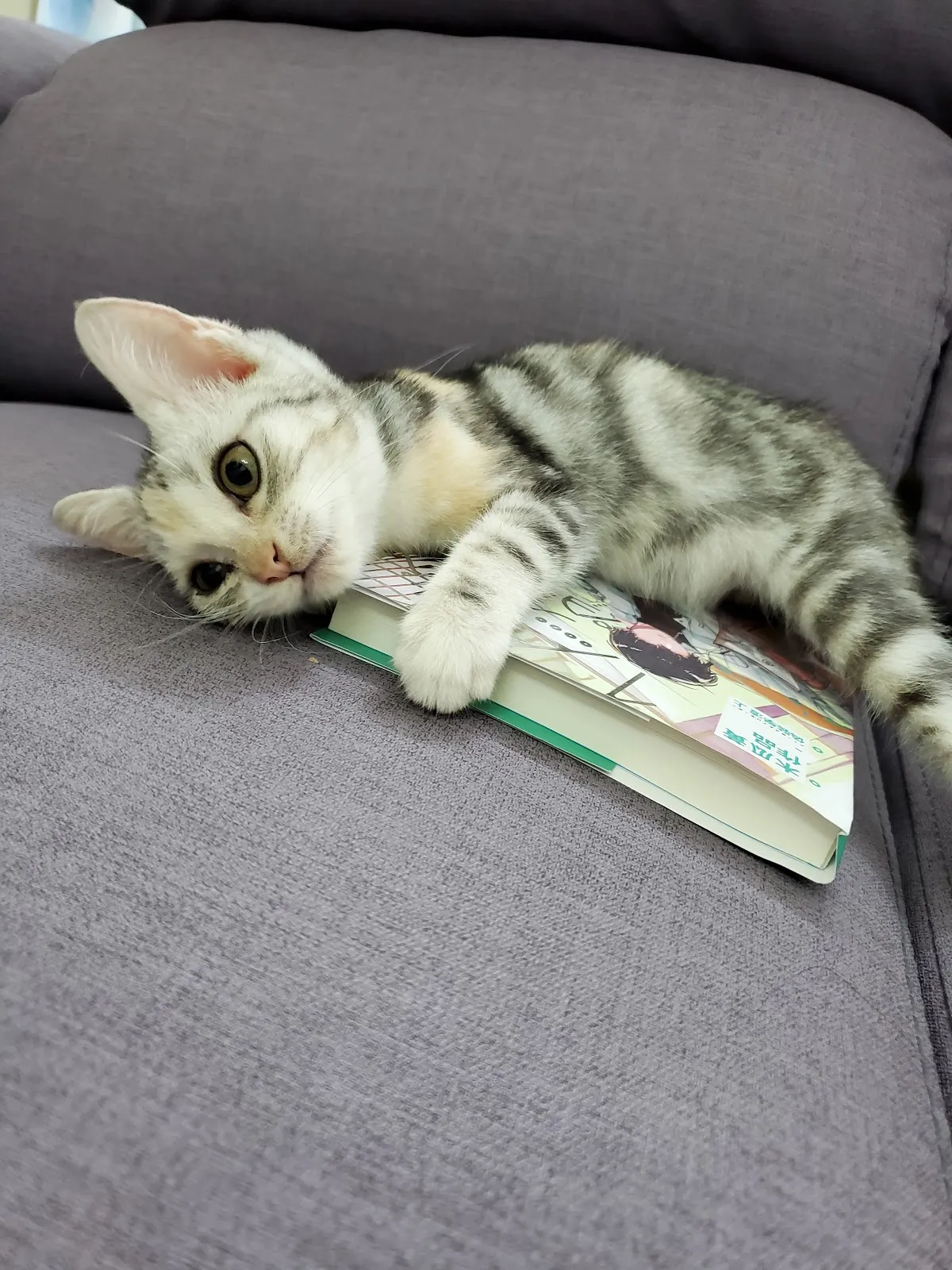 貝比寵物生活館