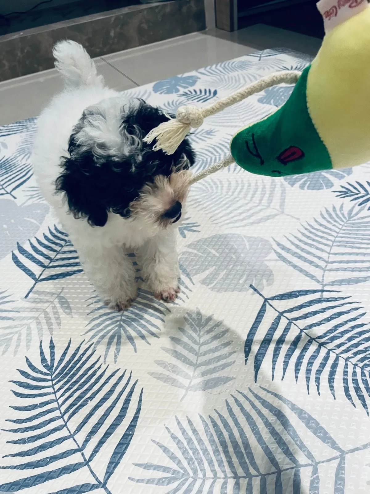 貝比寵物生活館