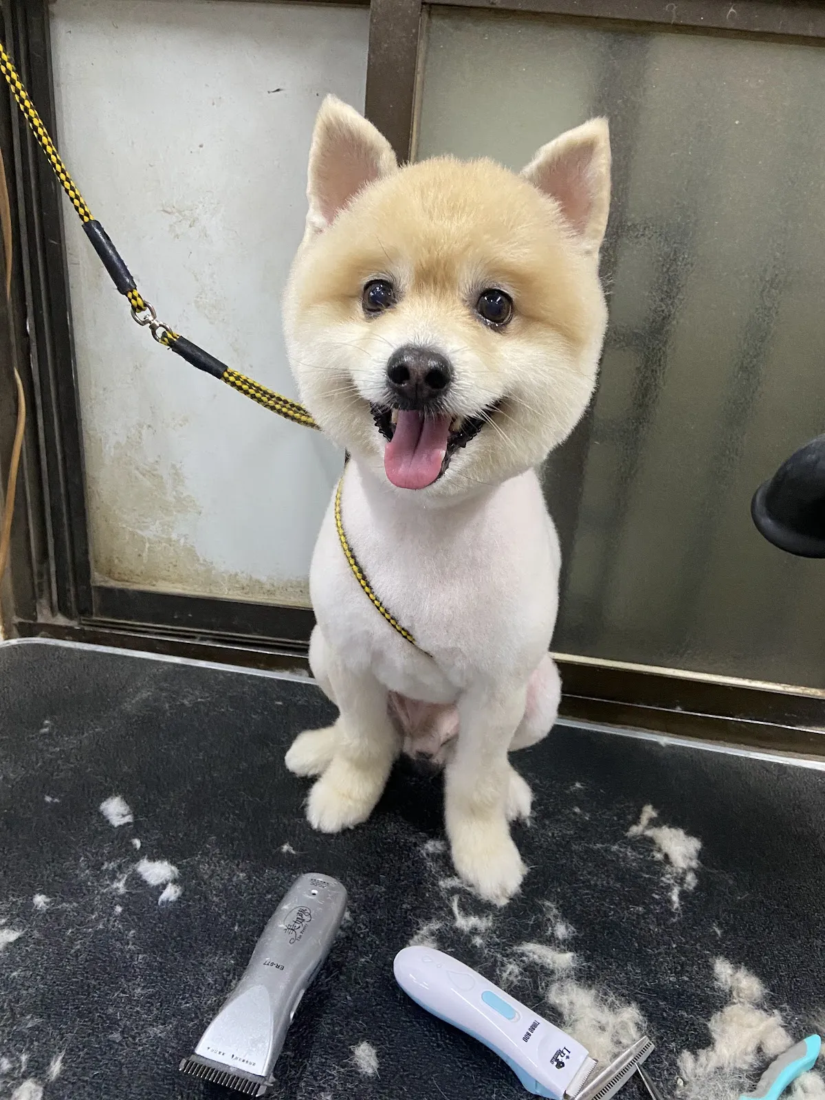 新福愛犬美容屋