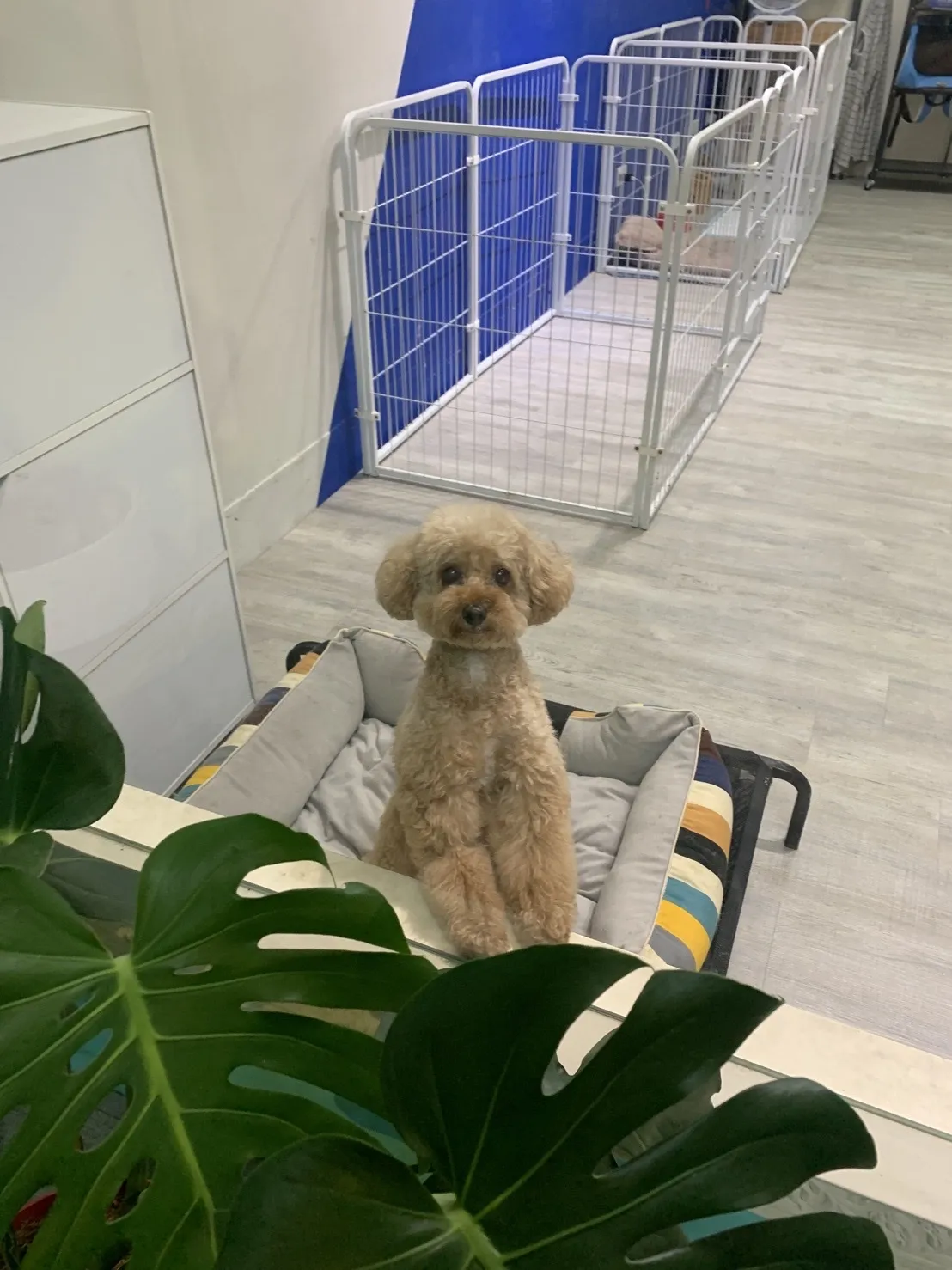 犬家寵物美容旅館