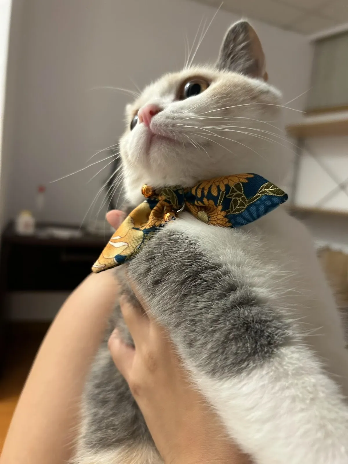 洗洗睡寵物美容