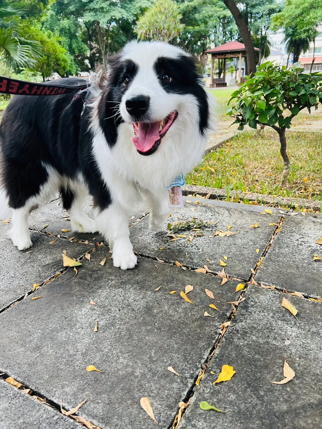 霏霏寵物度假會館