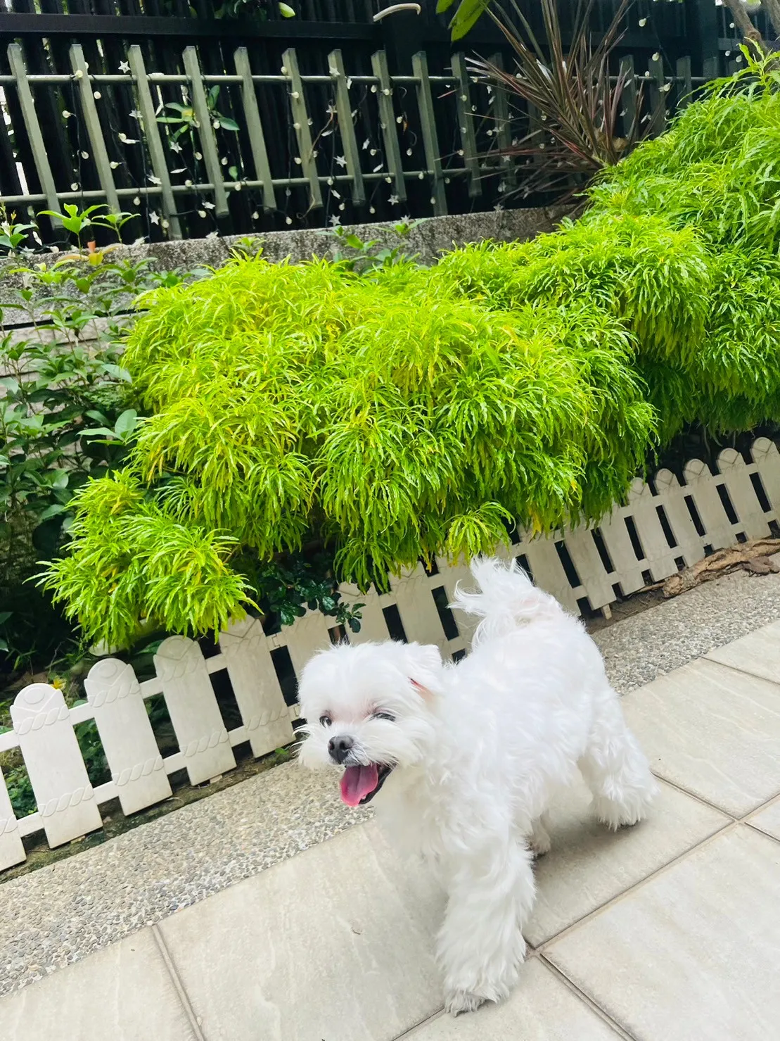霏霏寵物度假會館