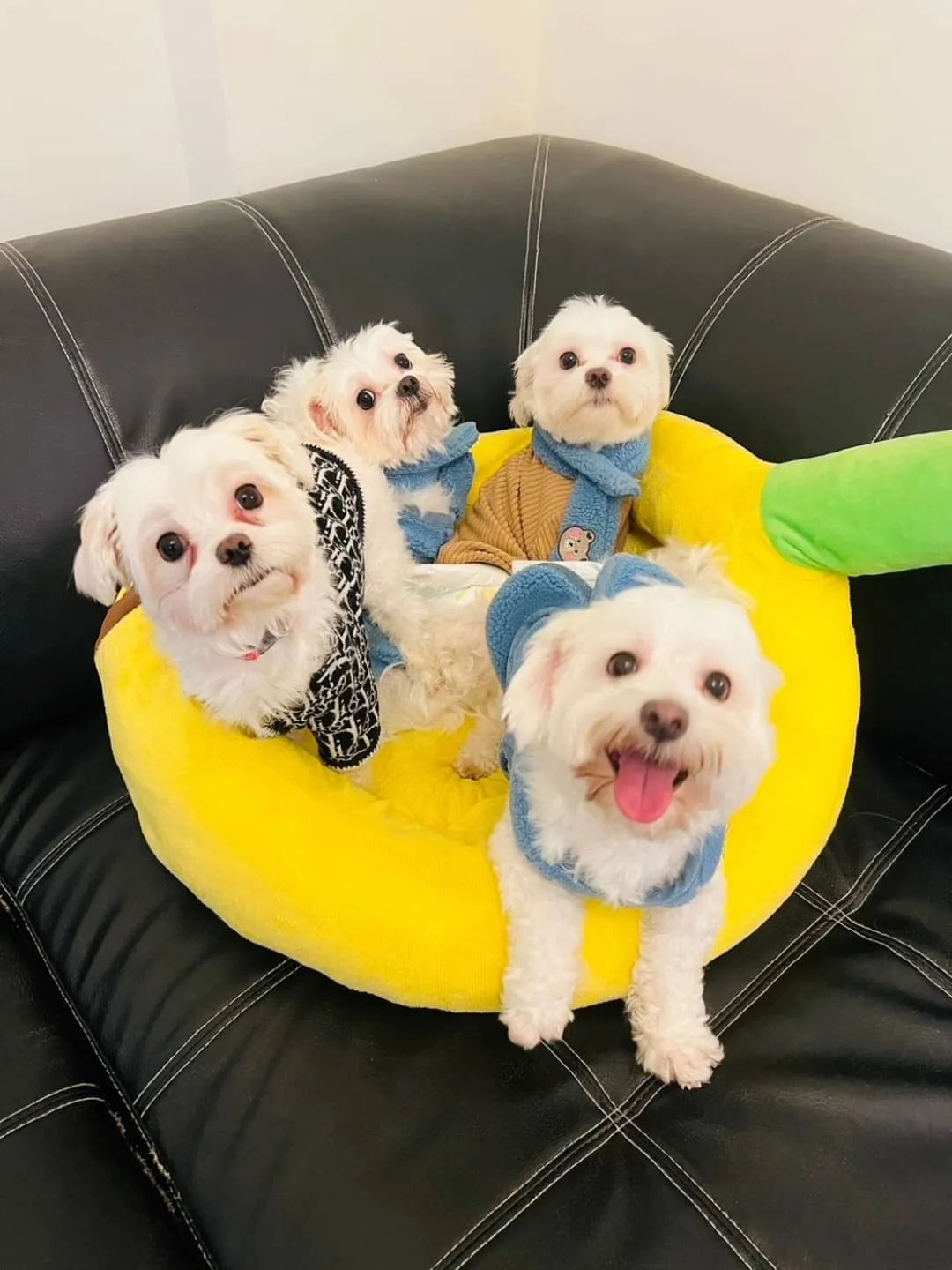 霏霏寵物度假會館