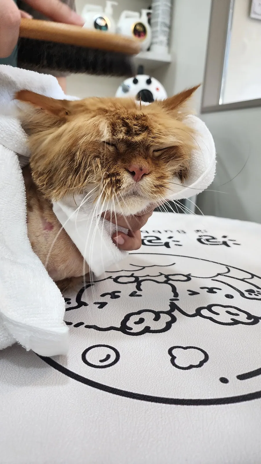 泡泡派對寵物店