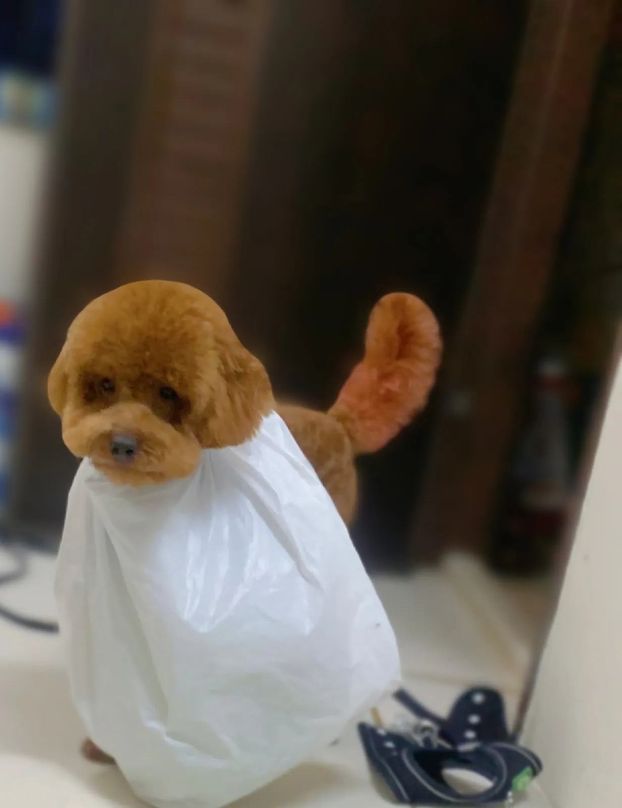 泡泡派對寵物店