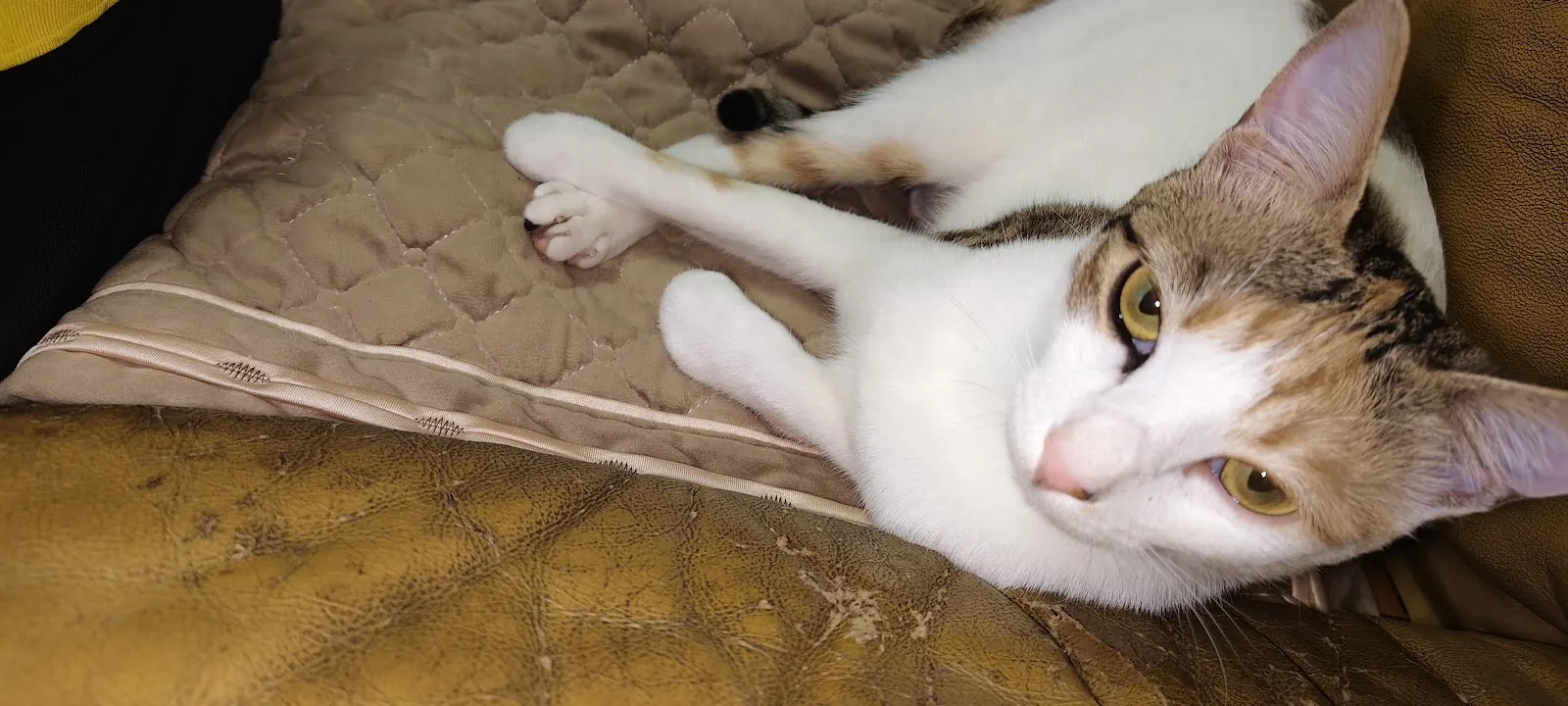 泡泡派對寵物店