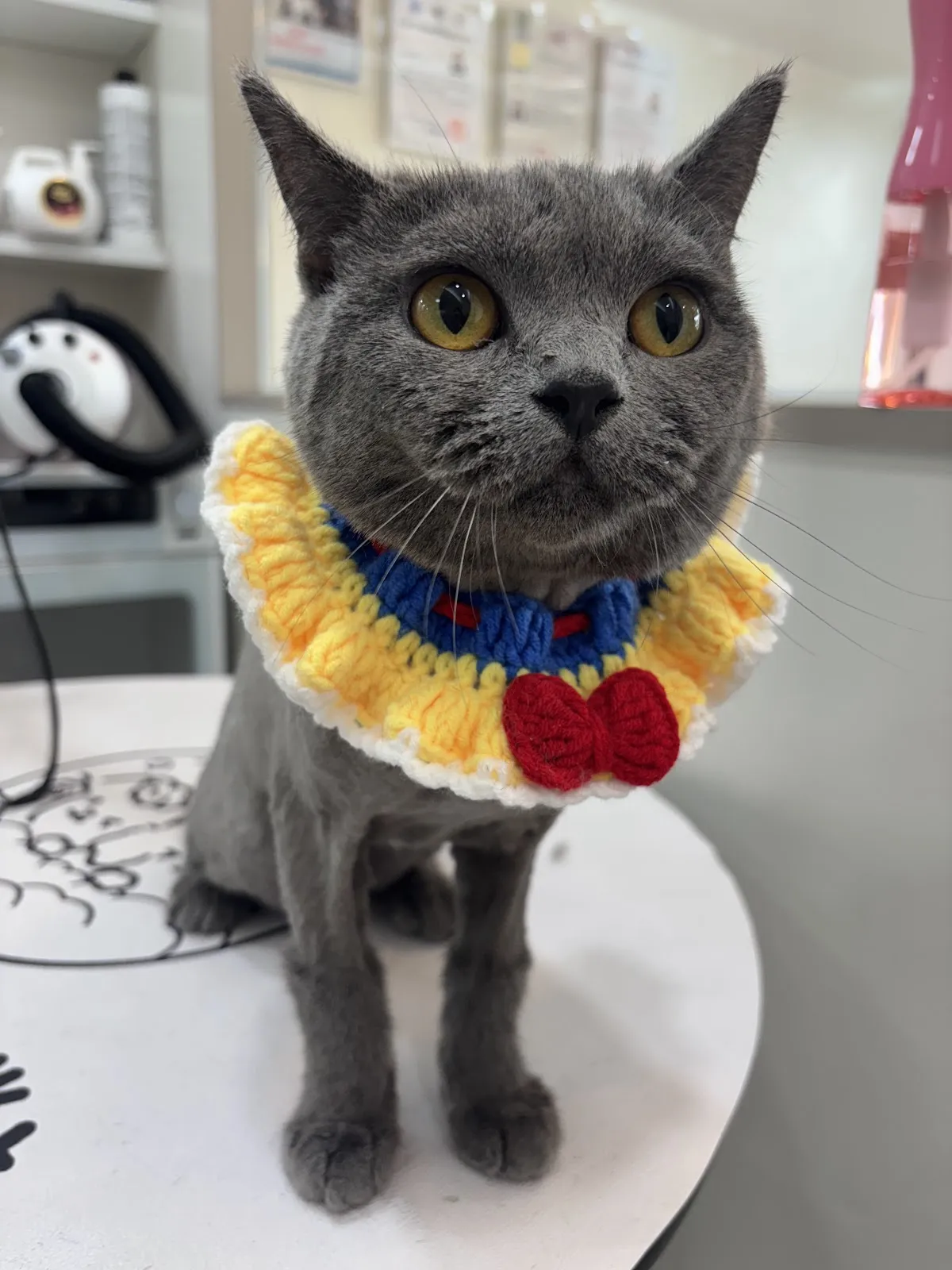 泡泡派對寵物店