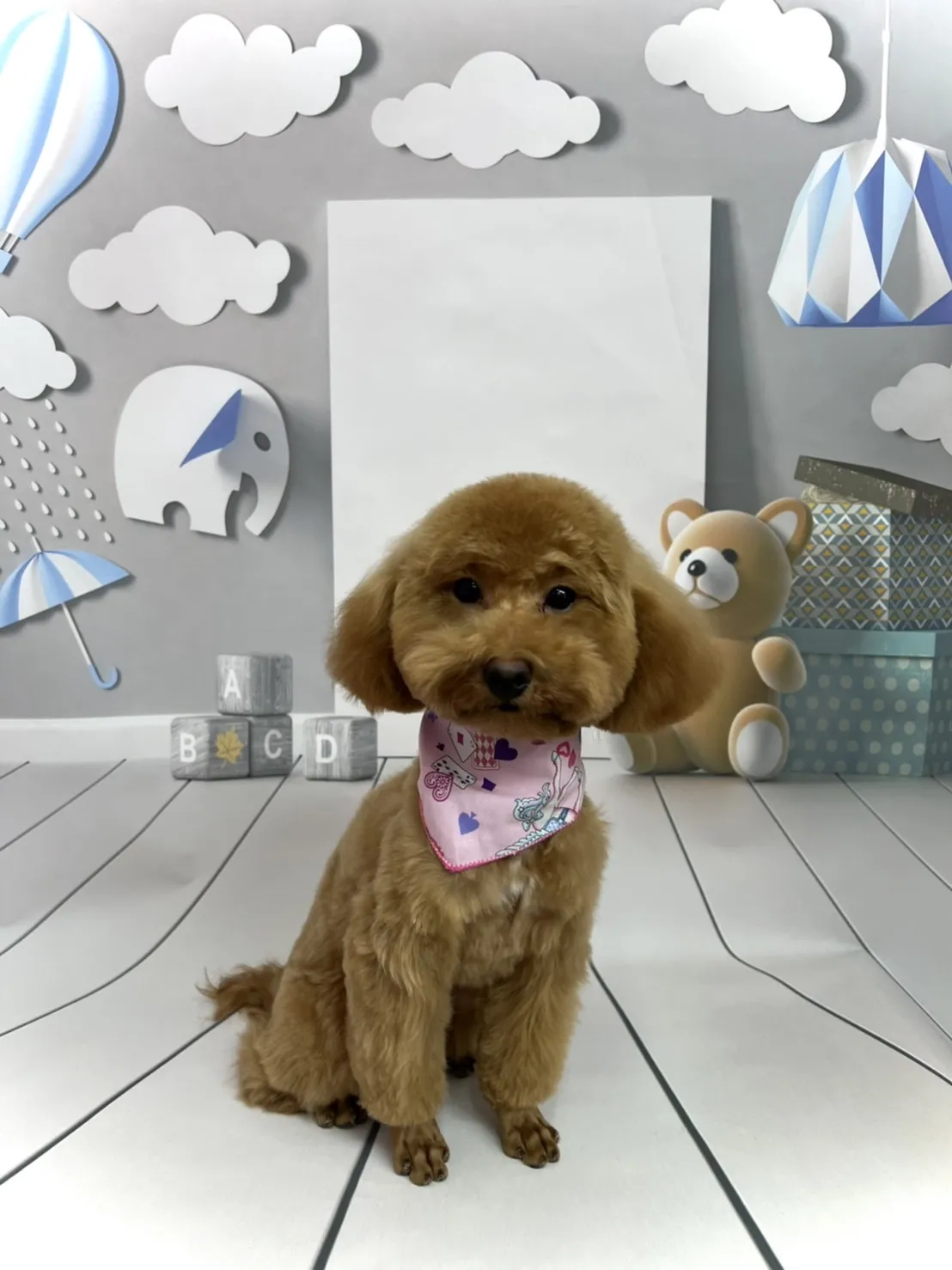 大狗寵物美容生活館