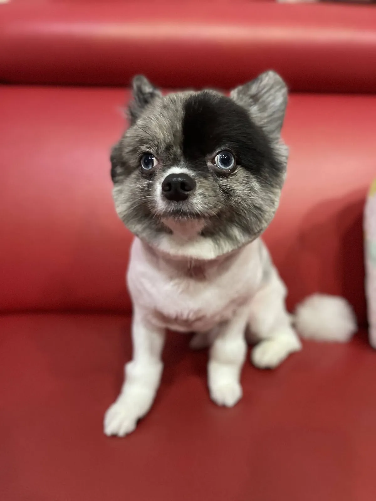 大狗寵物美容生活館