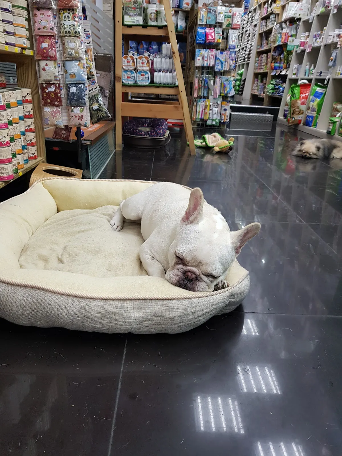 吉比寵物精品店