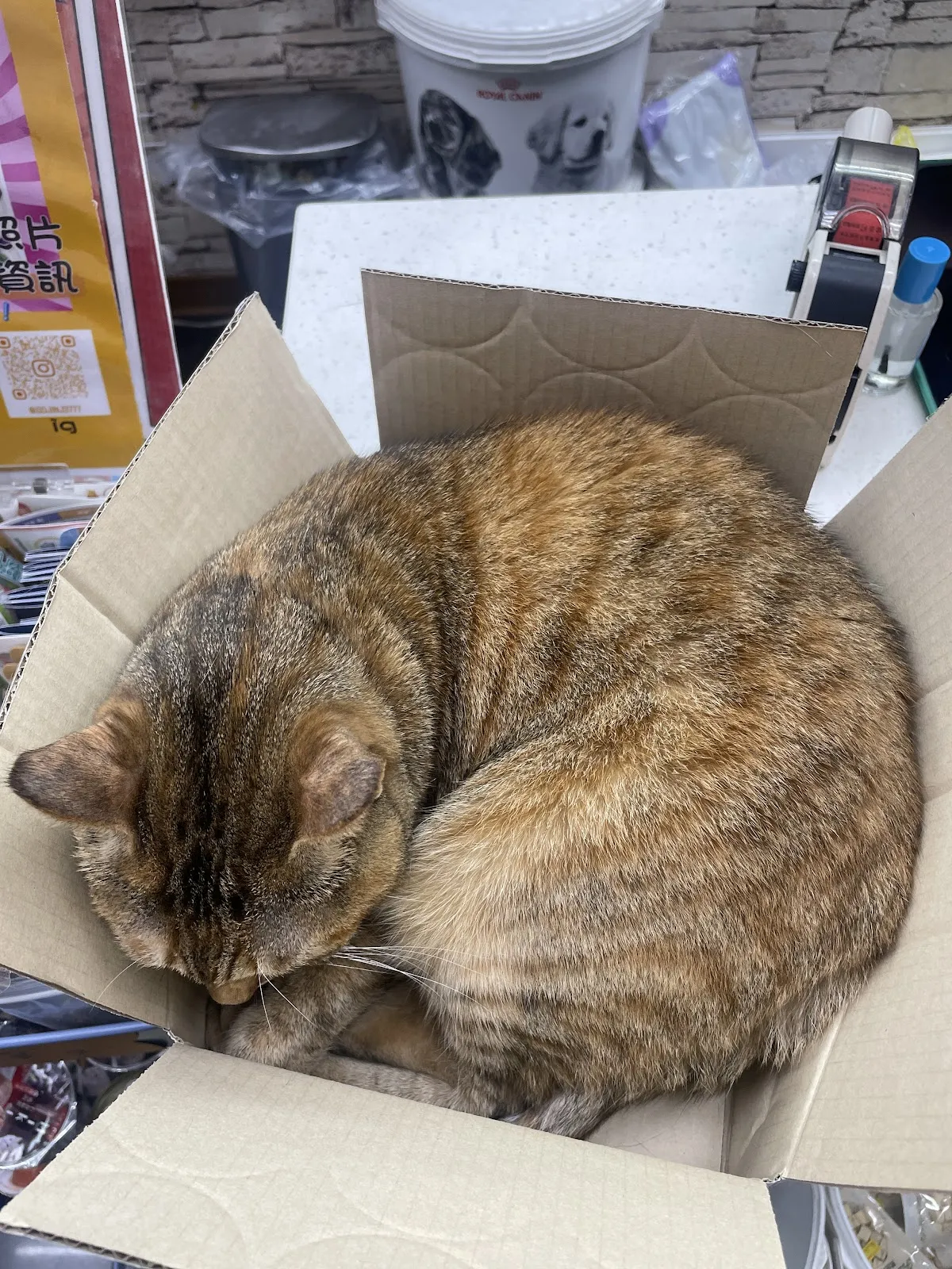 吉比寵物精品店