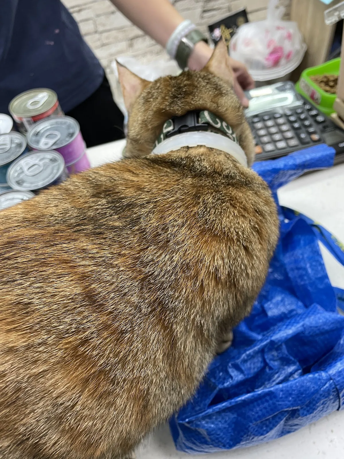 吉比寵物精品店