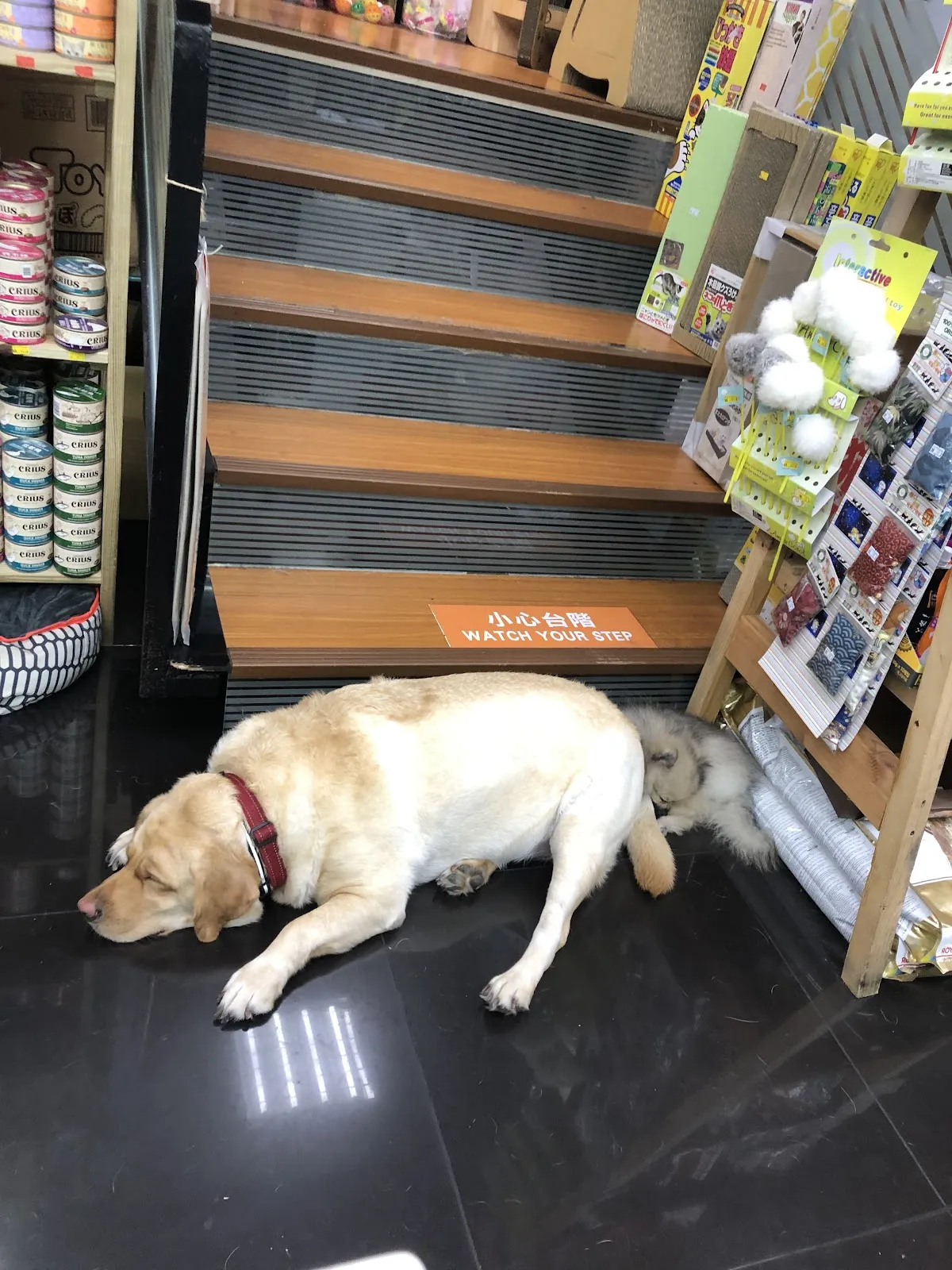 吉比寵物精品店